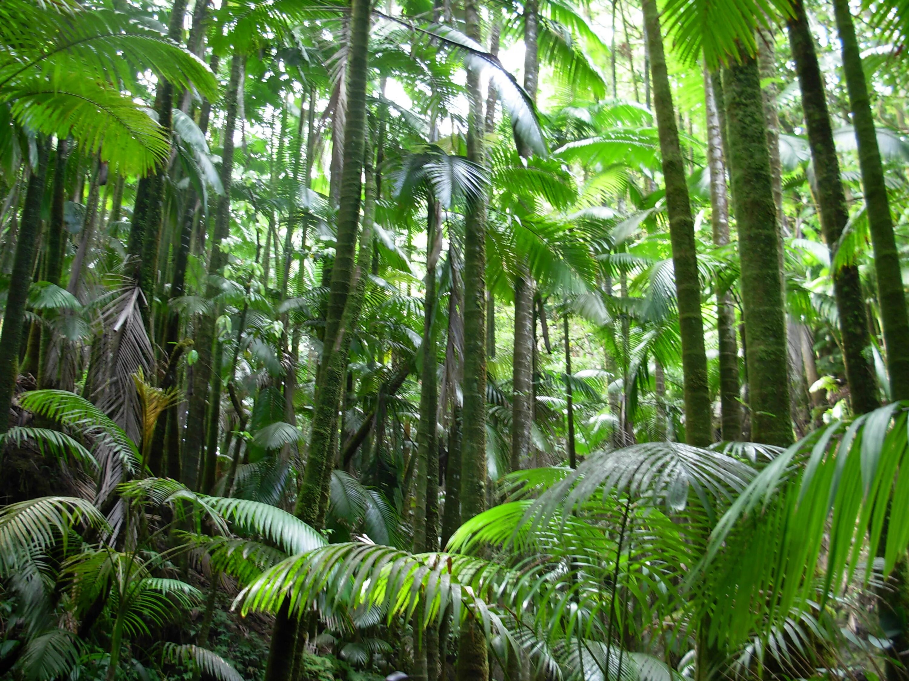 Сила джунглей. Тропические леса на Гавайях. Джунгли Джангл. Джунгли Африки. Hawaii Tropical Botanical Garden.