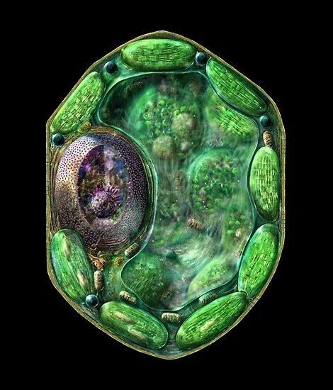 How To Make A Plant Cell Out Of Playdough - Release Date Price Reviews