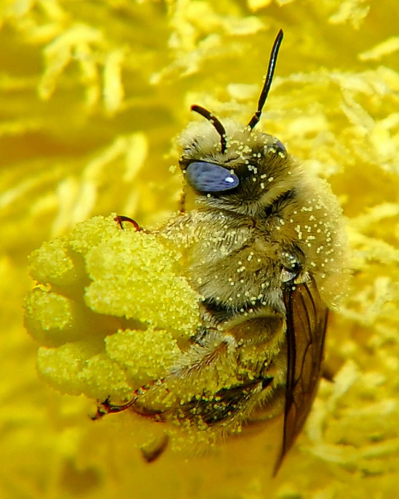 Пчелиная пыльца (Bee pollen). Пчелиная пыльца обножка. Пчела с пыльцой. Цветочная пыльца на пчеле. Покажи пыльцу