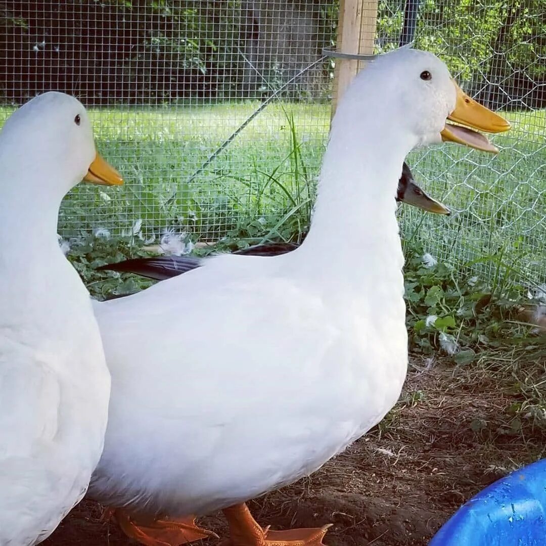 Утки породы ст 5 характеристики фото. Порода уток черри велли. Утка черри велли. Порода утка ст 5. Порода уток черри велли.
