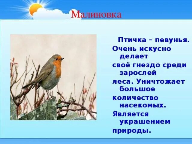 Решите судьбу зарянки