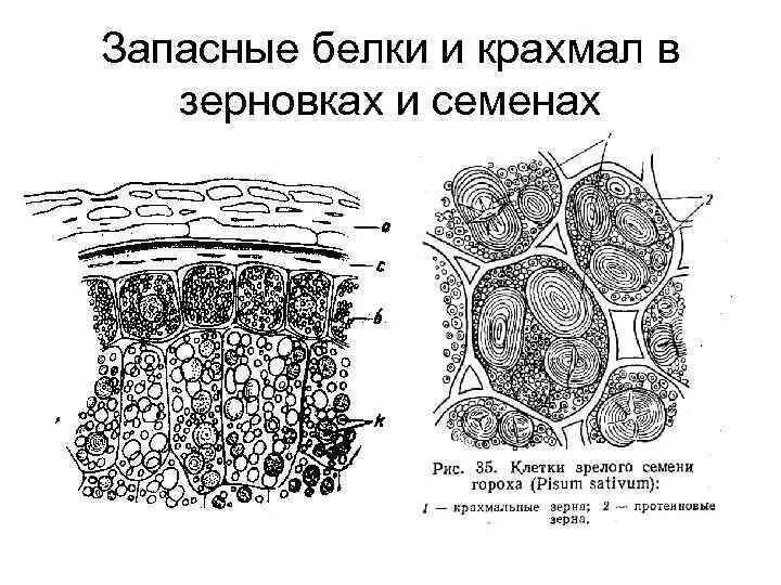 Запасные белки растений. Белковые алейроновые зерна. Сложное алейроновое зерно строение. Запасные белки растений. Строение клетки клубня картофеля.