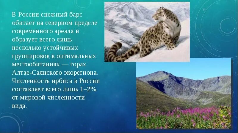 Ареал обитания снежных Барсов в России. Ирбис ареал обитания. Снежный Барс зона обитания. Рельеф местности обитания снежного Барса. Поддержка сохранения численности снежного барса