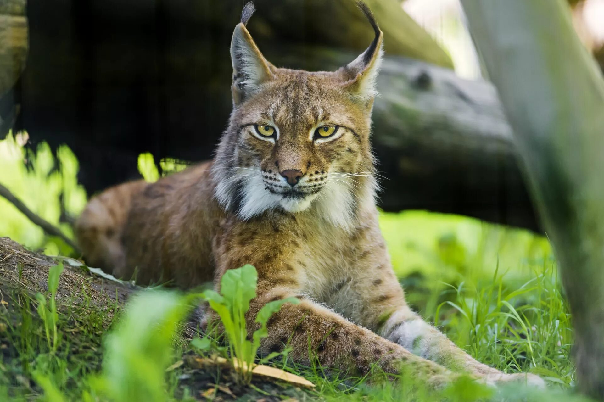 Рысь Линкс. Беловежская пуща Рысь. Обыкновенная Рысь Lynx Lynx. Рысь Сибирская краснокнижная.