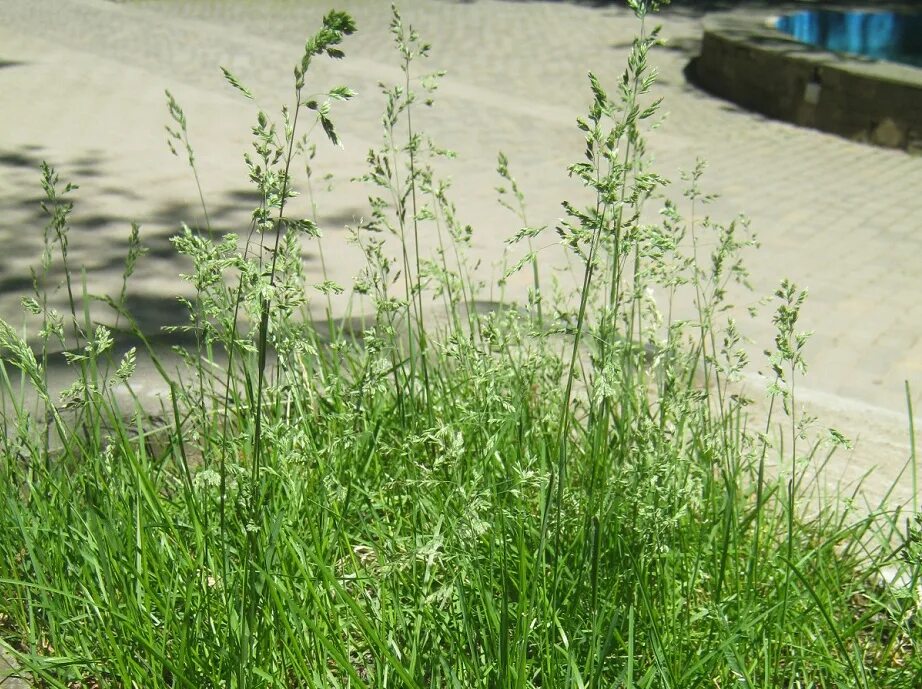 Мятлик боровой (poa nemoralis l. Мятлик луговой (poa pratensis). – мятлик луговой. Мятлик приземистый. Мятлик дубравный.