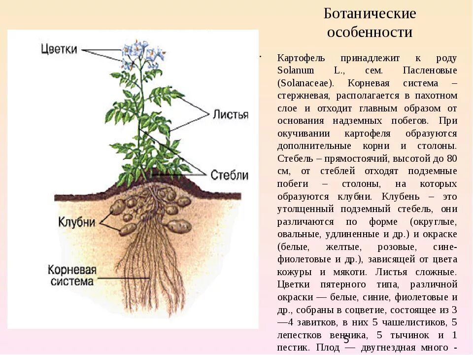 Корневая система картофеля схема. Строение корнеплода картофеля. Тип корневой системы у картофеля. Картофель. Строение растения клубней.. Сколько лет корневой