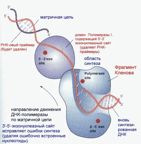 ДНК-зависимая РНК-полимераза прокариот. РНК-полимераза катализирует процесс:. ДНК зависимые ДНК полимеразы. Структура ДНК зависимой РНК полимеразы. Днк 04.03 2024