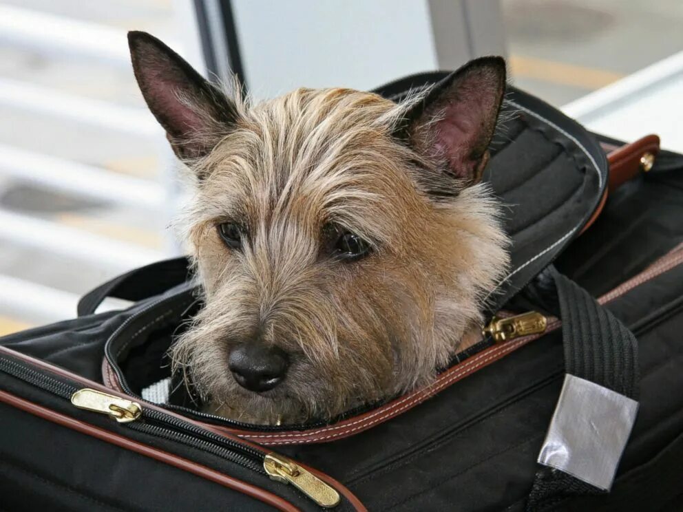 Pet travel. Собака в самолете. Животные на таможне. Авиаперевозка животных. Перевозка для собак.