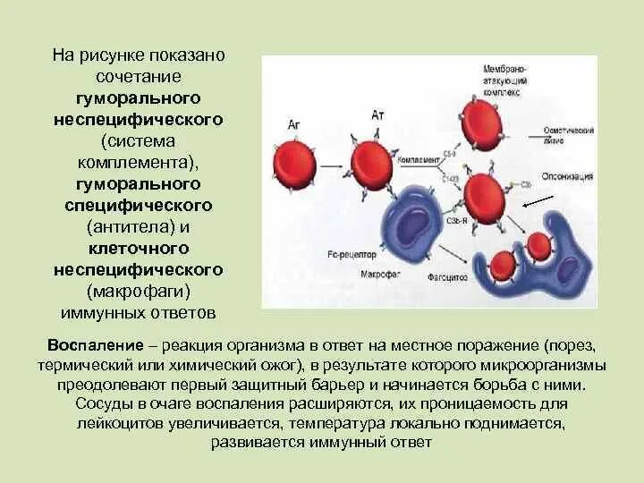 Комплемент иммунитет. Система комплемента гуморальный иммунитет. Роль системы комплемента в неспецифической защитной реакции. Роль системы комплемента в иммунном ответе. Клетки неспецифической защиты.