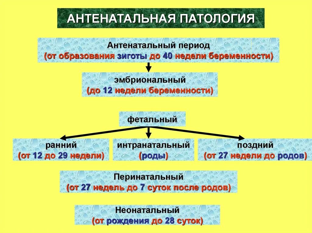 Интранатальный период особенности. Антенатальный период ин тра. Антенатальный интранатальный и постнатальный периоды развития. Антенатальный и перинатальный период это. Периоды перинатального развития.