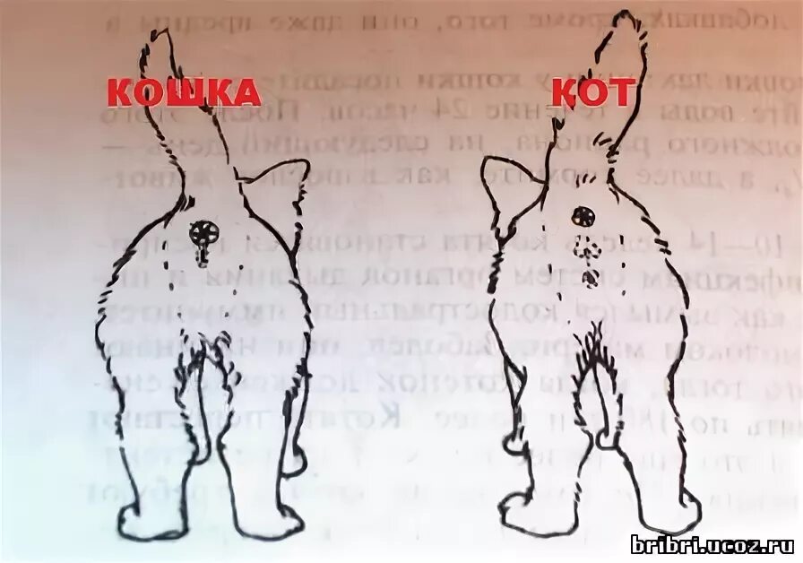 Как определить кота от кошки. Как определить пол котенка. как отличить кота от кошки. вид сзади кот или кошка.