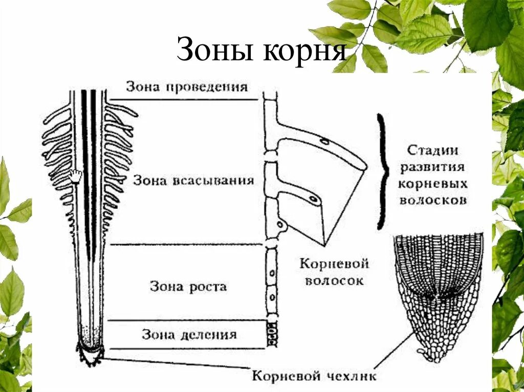 Участки корня начиная с верхушки