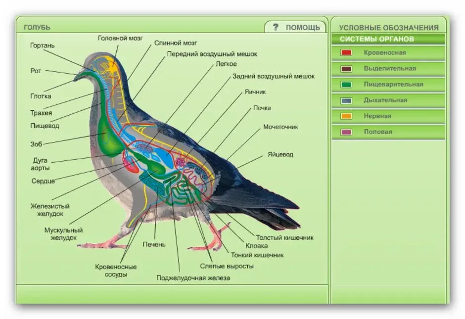 Особенности организма птицы. Внутреннее строение сизого голубя. Внутреннее строение птицы биология 7 класс. Системы органов птиц 7 класс биология. Внешнее и внутреннее строение голубя.