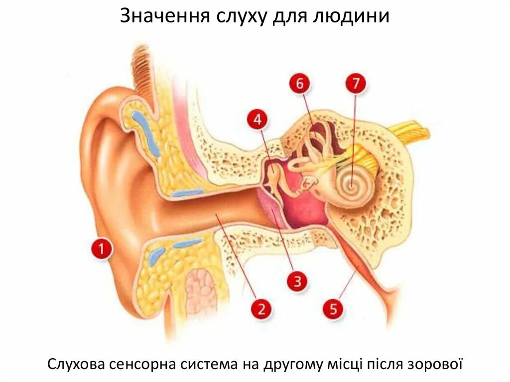 Слуховой анализатор анализатор. Слуховая сенсорная система. Система слухового анализатора. Строение слуховой системы человека.