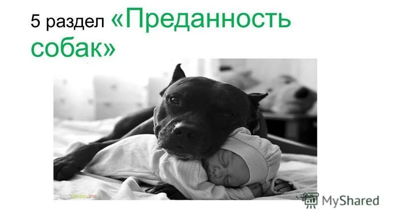 фразиологизмыпро собаку. собачья преданность. бездомные животные и человек. значение фразеологизмов про собак. фразеологизм каждая собака знает.