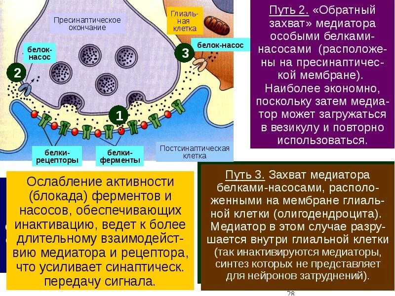 Медиаторы их взаимодействие с рецепторами медиаторы. Медиаторы синапсов. Синтез медиатора в синапсе.