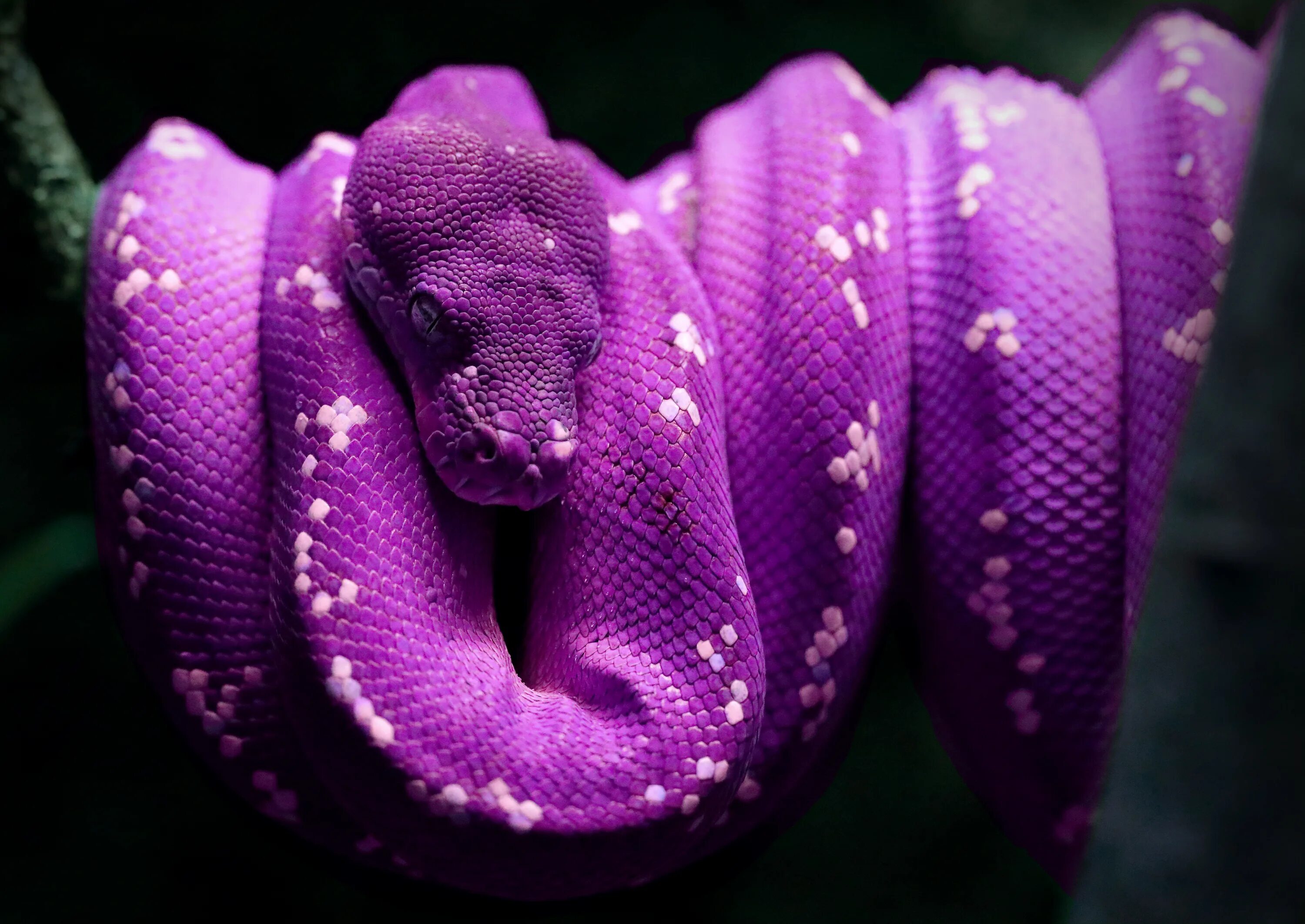 Питон змея. Фиолетовая змея. Фиолетовые змеи. Красивые фиолетовые змеи.