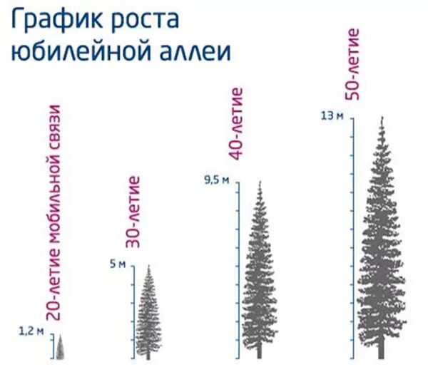 Как быстро растет елка