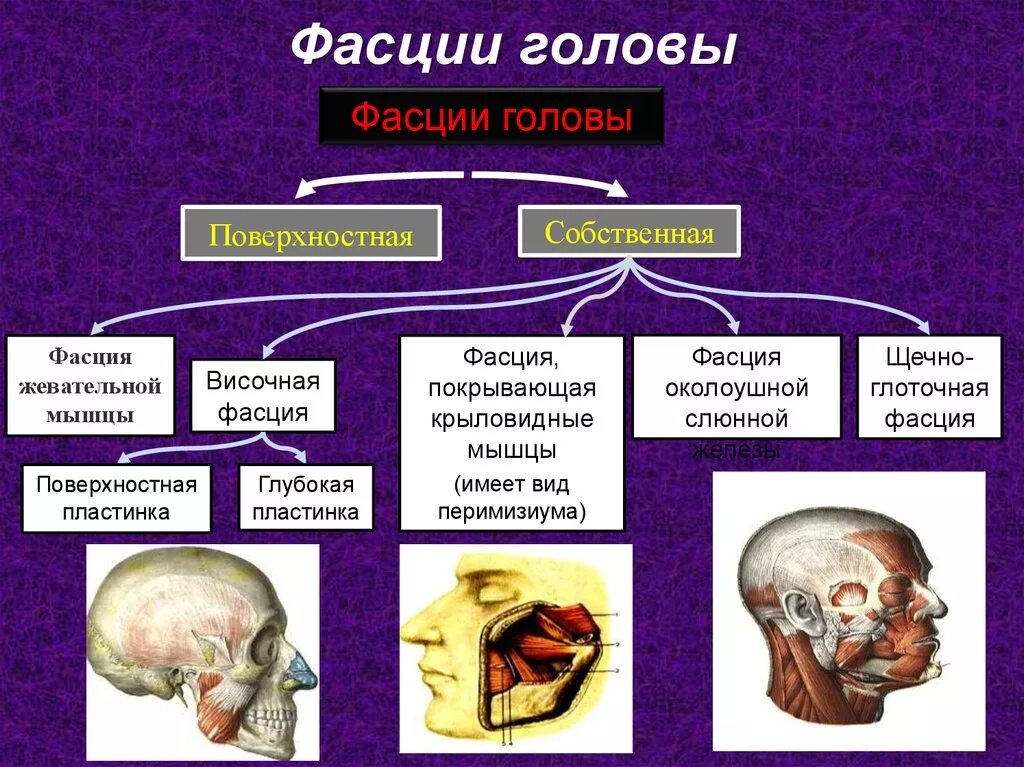 Фасции лица