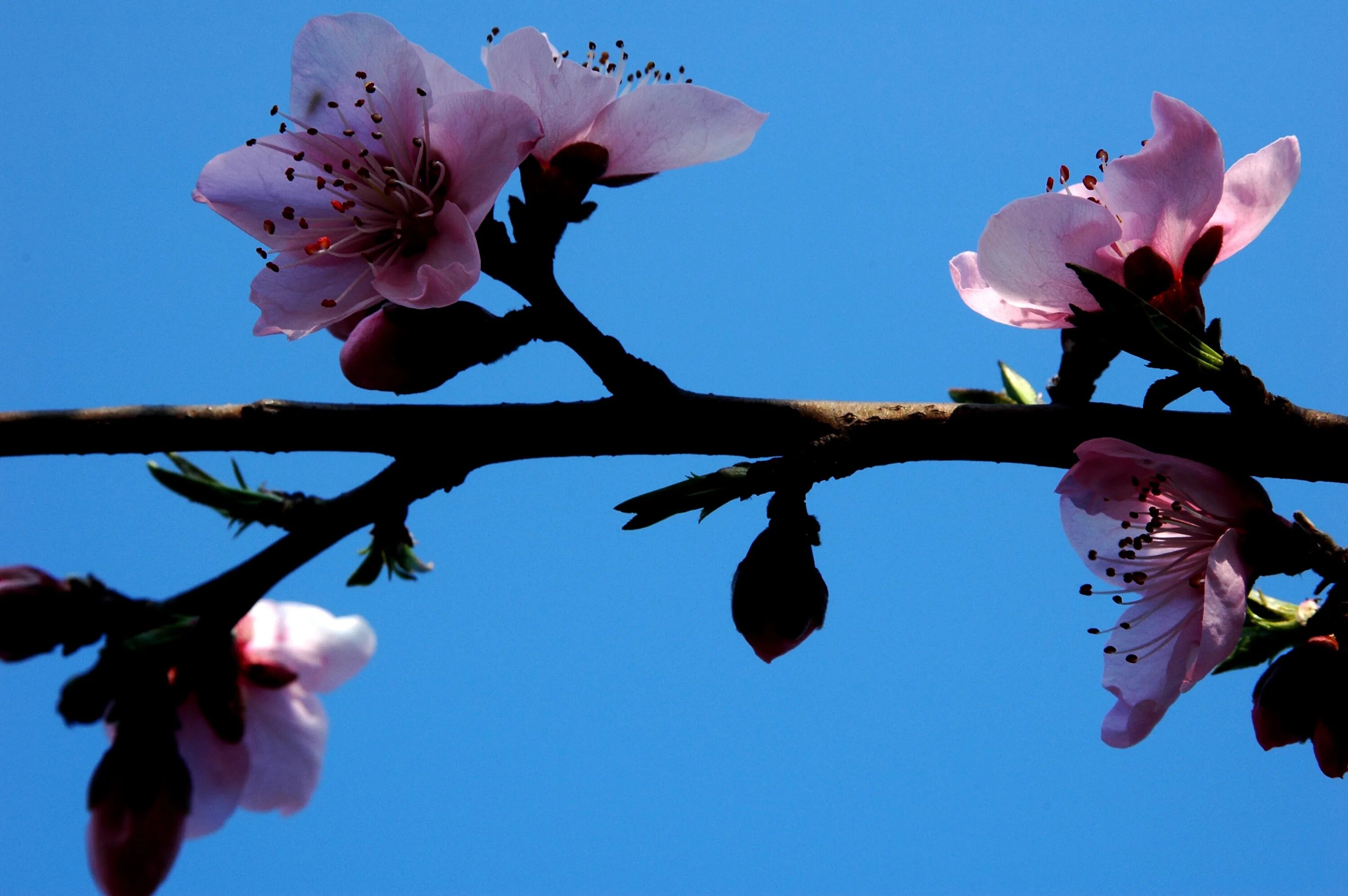 Plum blossom. Цветущая слива. Слива цветение. Сливовый цветок.