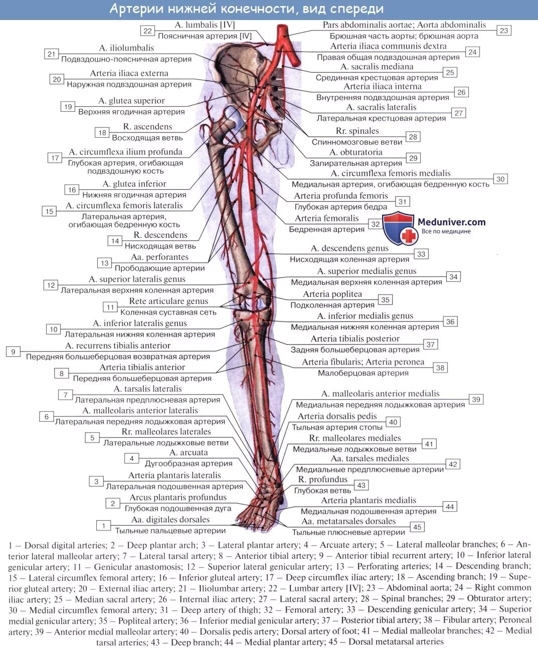 Артериальные сосуды нижних конечностей. Ветви артерии femoralis. Бедренная артерия анатомия. Схема артерий нижних конечностей вид спереди. Артерии верхней конечности анатомия на латинском.