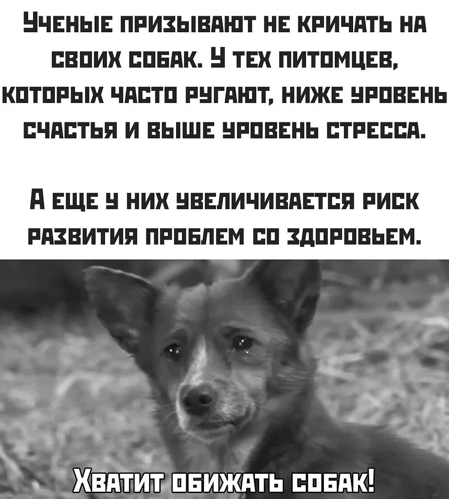 Женщин и собак обижать не. Собаку обидели. Не обижайте собак. Не обижайся собаки. Собака обижена прикол.