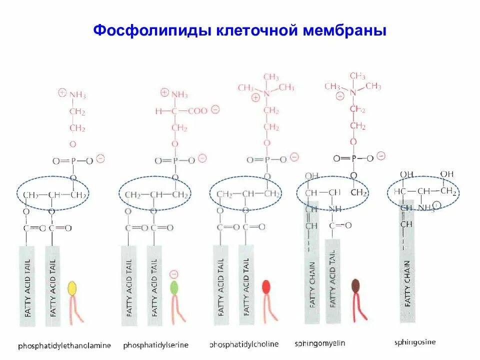 Биохимия мембран. Фосфолипиды мембраны формула. Строение фосфолипидов биохимия. Фосфолипиды формула биохимия. Фосфолипиды клеточной мембраны.