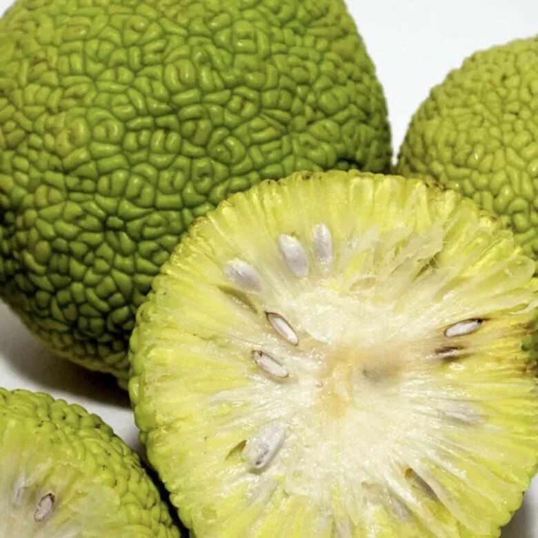 райский плод маклюра. маклюра фрукт. маклюра адамово яблоко , краснодар. адамово яблоко где. плоды маклюры (адамово яблоко ).