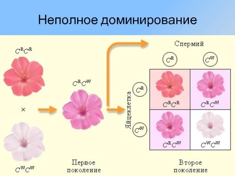 Неполное доминирование признаков у человека. Неполное доминирование. неполное доминирование это в биологии. неполное доминирование соотношение. неполное доминирование схема.