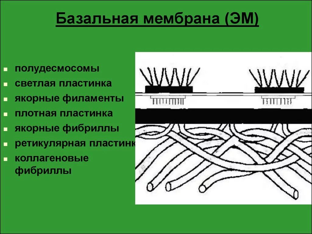 Базальная мембрана функции. Lamina lucida базальной мембраны. Полудесмосомы базальной мембраны. Ретикулярная пластинка базальной мембраны. Базальная мембрана якорные фибриллы.