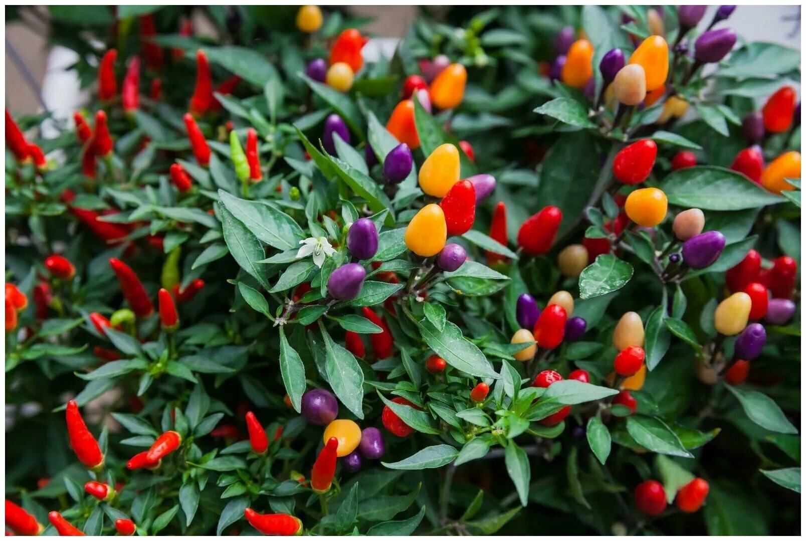 декоративное растение перец. декоративное растение перец. перец кустарниковый мексиканец. перец капсикум аннуум. перец кармен кустарниковый.