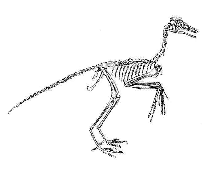 Археоптерикс скелет. Скелет археоптерикса Тираннозавр для печати. Яйцо археоптерикса. Археоптерикс (предполагаемый внешний облик). Скелет археоптерикса