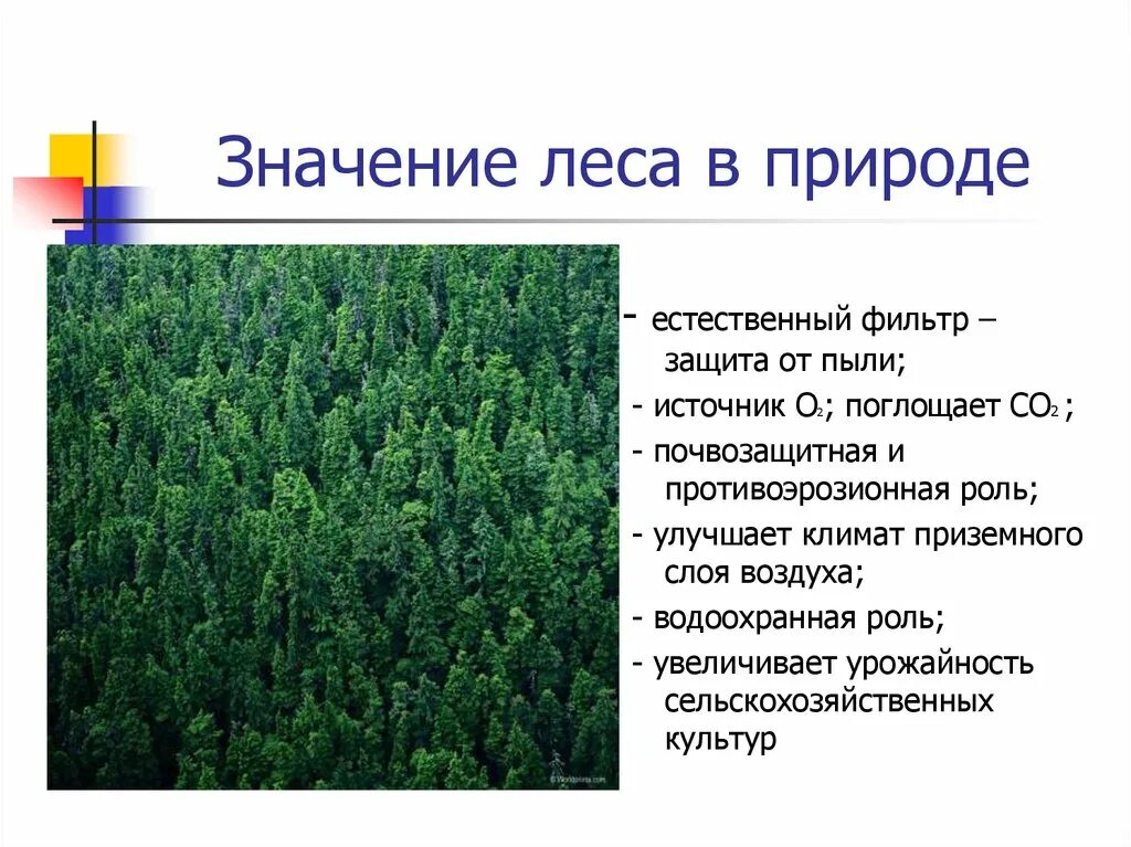 Значение леса. Значение леса в природе. Роль леса в природе. Лесные зоны презентация.