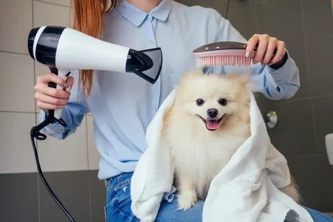 Можно сушить собаку феном