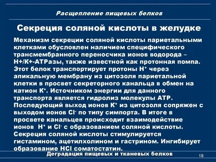 Соляная кислота выполняет функции