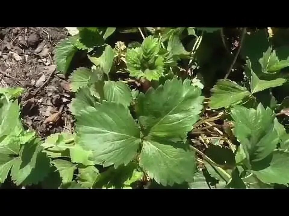 Обработка клубники видео. Обработка клубники видео