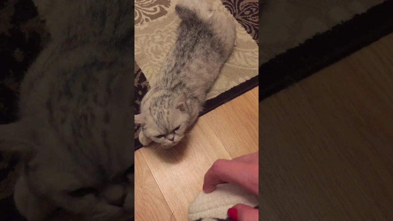 Течка у кошек через неделю. Течка у шотландских кошек. шотландские кошки когда первая течка.