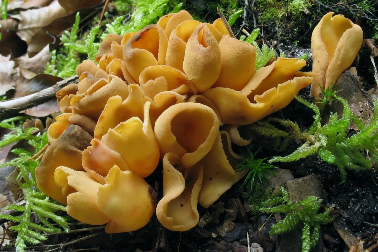 Ложный ежовик студенистый. Гомфус булавовидный грибы. Краснуха гриб фото. Гриб с поросячьим названием. Свинушка белая.