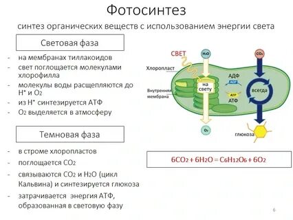 Энергетические вещества клетки