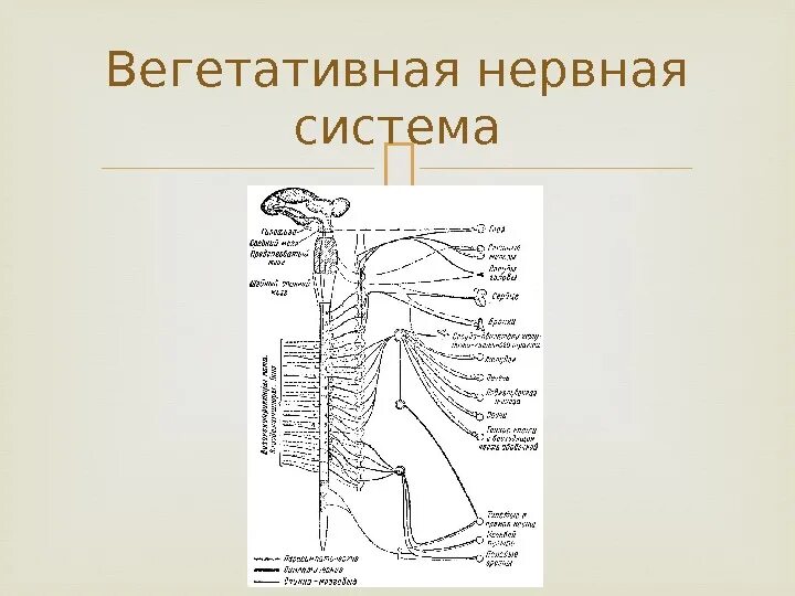 Цнс животных. Схема вегетативной нервной системы животных. вегетативная нервная система собаки. нервная система собаки схема. вегетативная нервная система собаки схема.