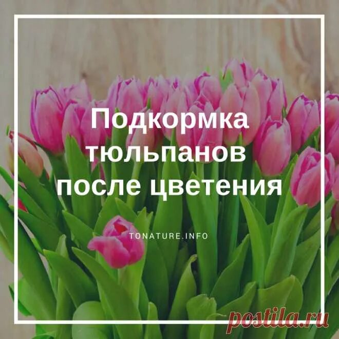 Подкормка тюльпанов весной для цветения