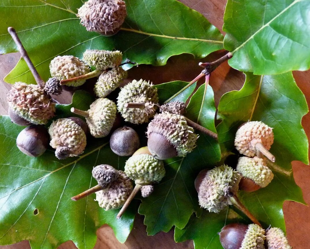 шерстка желуди