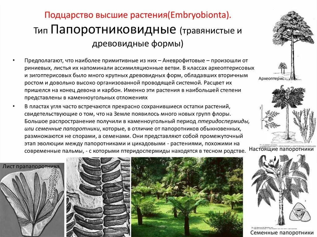 Семенные папоротники. Подцарство высшие растения. Древние семенные папоротники. Древнейшие высшие растения. Значение древних папоротниковидных в природе