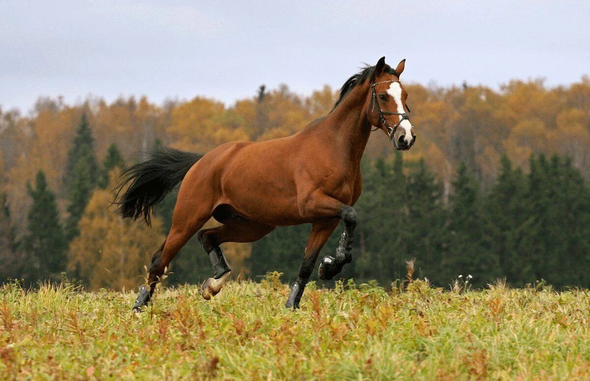 Horse pictures. Гнедой Мустанг. Дикий гнедой Мустанг. Ганноверская гнедая. Гнедая масть лошади Эстетика.