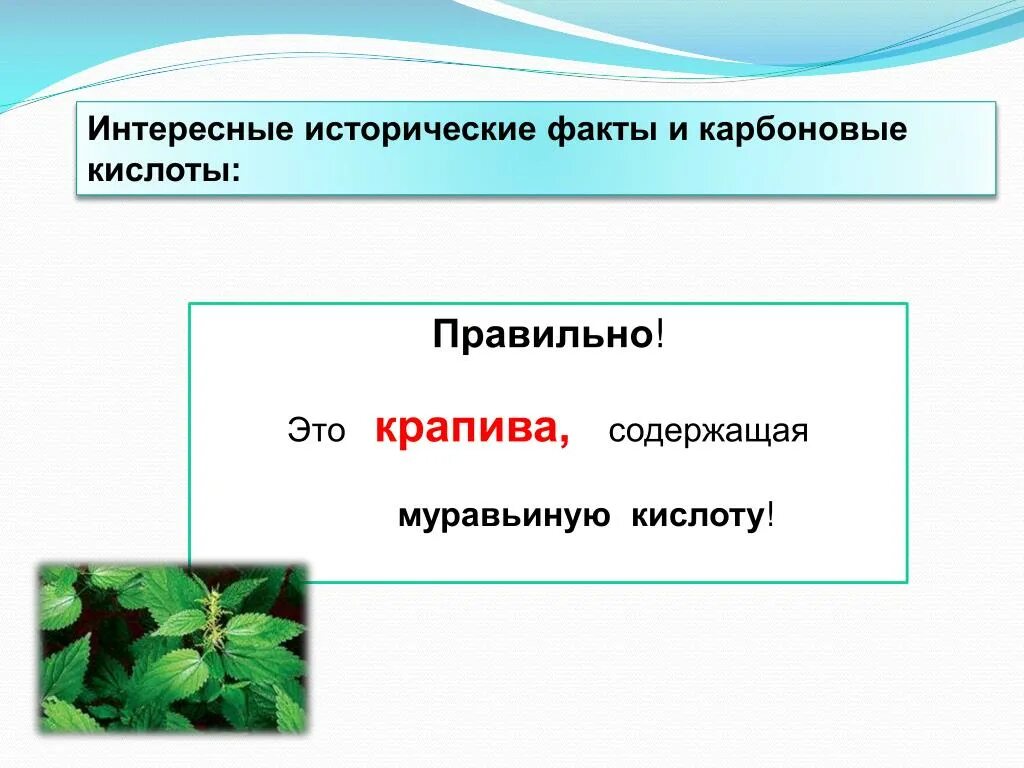 Муравьиная кислота в крапиве. Карбоновые кислоты интересные факты. Крапива содержит муравьиную кислоту. Карбоновые кислоты в крапиве.