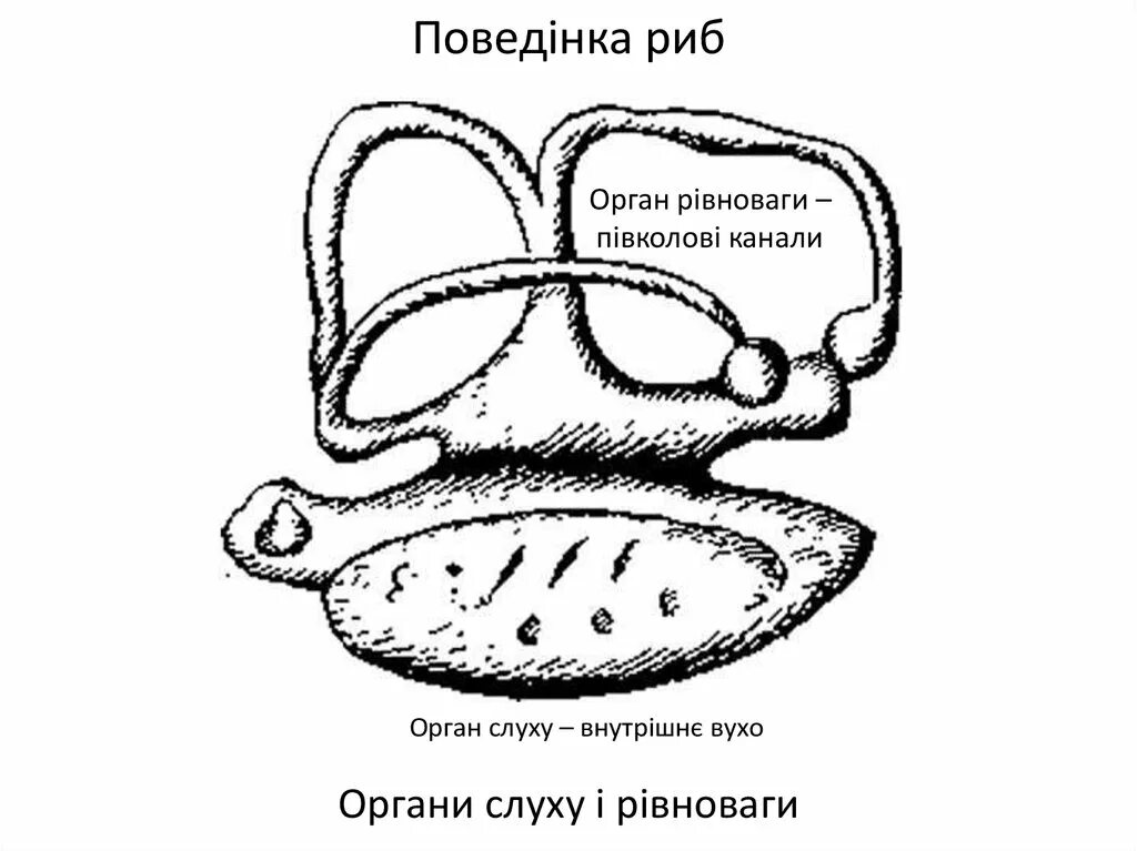 Строение органа слуха у рыб. Строение внутреннего уха рыбы. Строение уха рыб. Внутреннее ухо костных рыб.