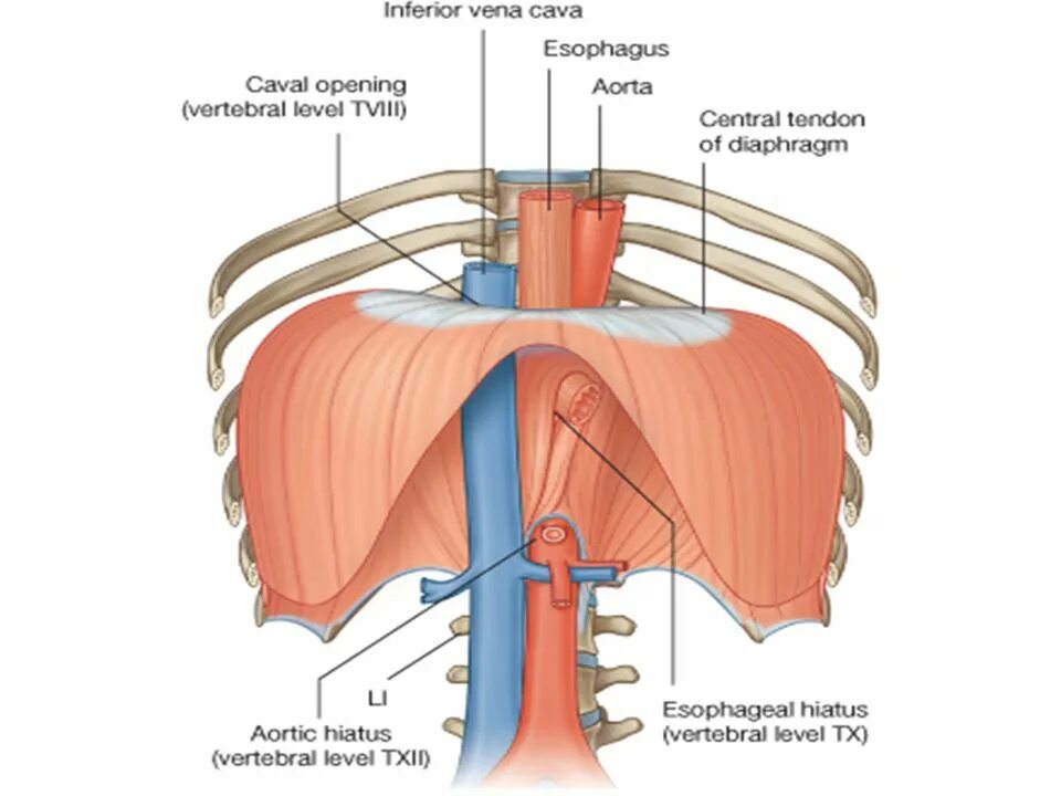 Сильная диафрагма. Diaphragm картинка. сулькус хиатус диафрагма. formation of the diaphragm. диафрагма из за которой икаем.