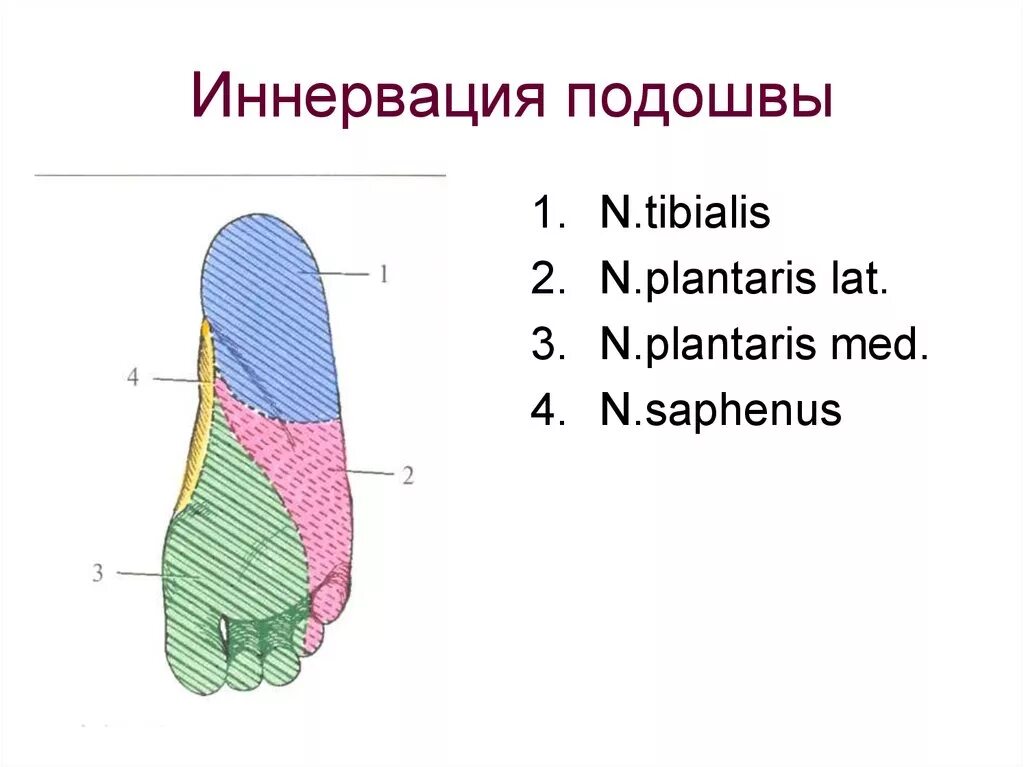 Иннервация кожи тыла стопы. Иннервация подошвенной поверхности стопы. Иннервация подошвы стопы схема. Иннервация пальцев стопы схема. Область подошвы