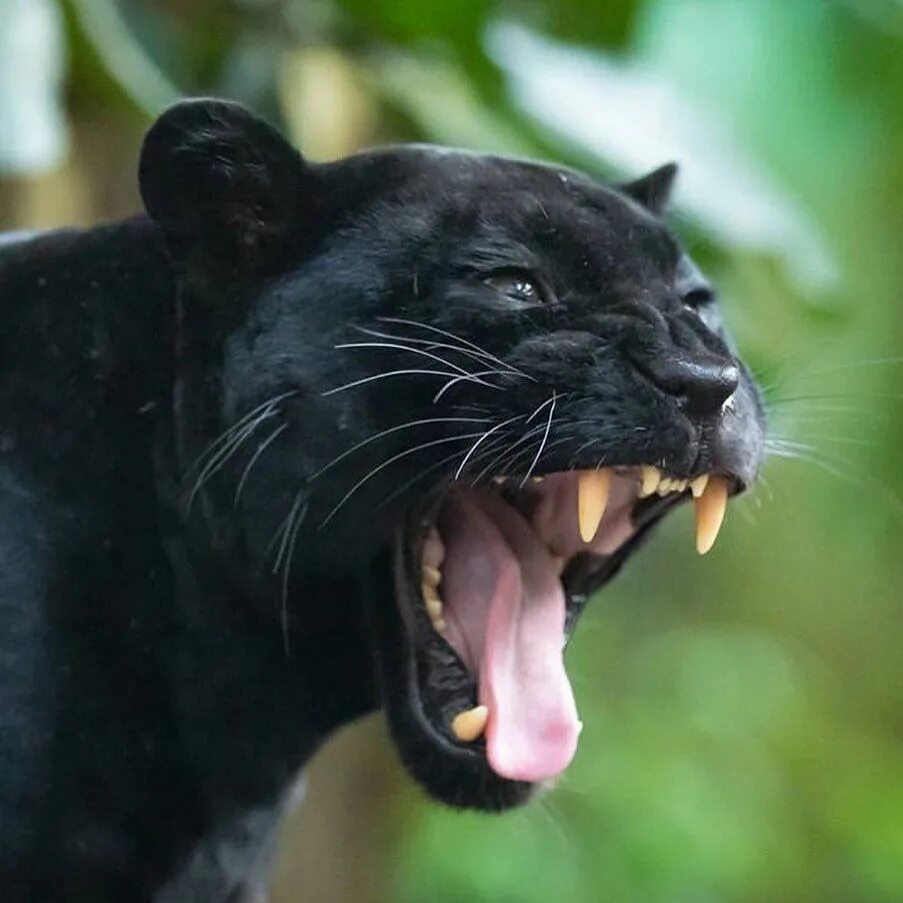 Пума Ягуар пантера. Черная пантера Ягуар. Пантера самка ягуара. Пантера это черный леопард.