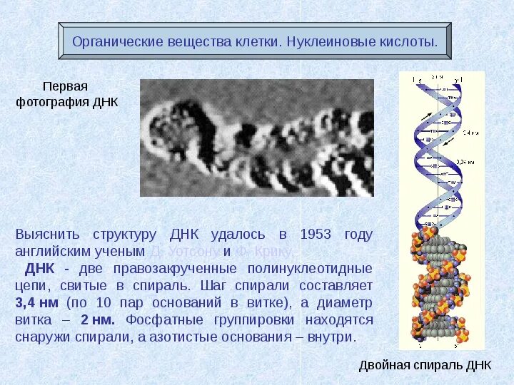 5 в клетках днк содержится в. Строение нуклеиновых кислот днк. структура днк (1953). органические вещества клетки днк.